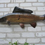 Короп діпровий