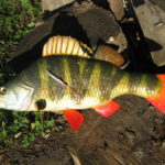 Окунь трофейний