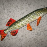 Щука дніпрова