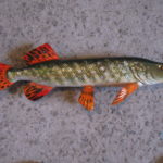 Щука дніпрова