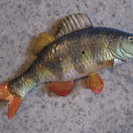 Окунь озерний