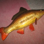 Короп дзеркальний