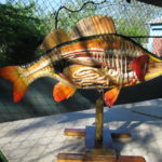 Окунь препарированный