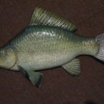 Срібний трофейний карась