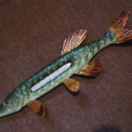 Щука термометр