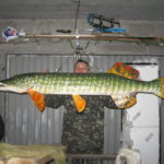 Трофейна щука. Етапи виготовлення