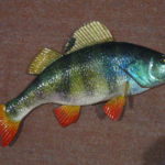 Самарський окунь