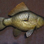 Сурський срібний карась