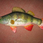 Трофейний окунь