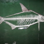 Скелет ляща