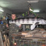 Судак морський