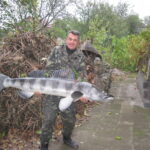 Судак морський