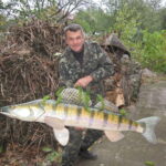 Судак дніпровий