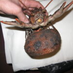 Рак дніпровий