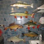 Основні промислові риби дніпровського басейну