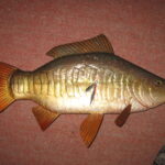 Годинник. Дзеркальний короп.