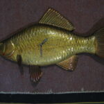 Срібний орільський карась