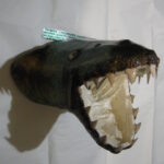 Пірапонт голіаф.