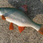 Трофейная плотва