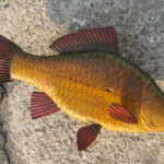 Золотой карась