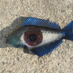 Найрідкісніщі риби планети: "морське око"