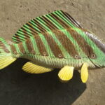 Риба-зграйка