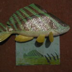 Найрідкісніщі риби планети: "риба-зграйка"